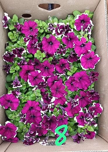 купить цветы петунии: Рассада цветочных однолетников для клумб и балконных ящиков. В — 8