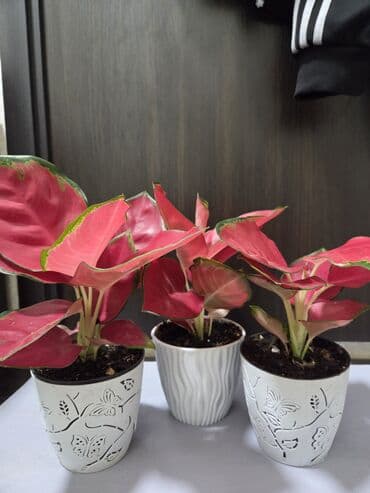 уличные растении: Шлюмбергера (декабрист, рождественский кактус) в горшке. - — 7