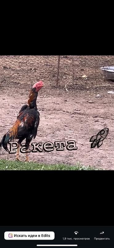 токмок собаки: Сатам | Тооктор | Тебиштирүүчү | Көбөйтүү үчүн — 6
