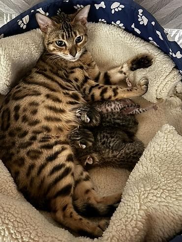 сибирская лесная кошка: Бенгальская, 2 года, Девочка, Приучена к лотку, Проглистована, С документами — 7