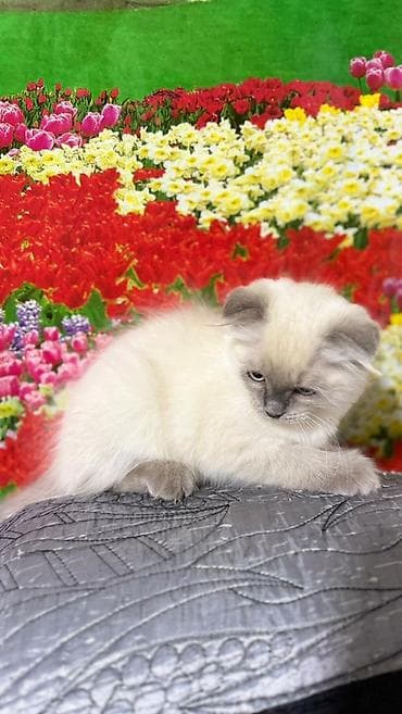 black cat: Скотиш Фолд (Шотландская вислоухая), 3 месяца, Мальчик, Проглистована, С прививками, Приучена к лотку — 9