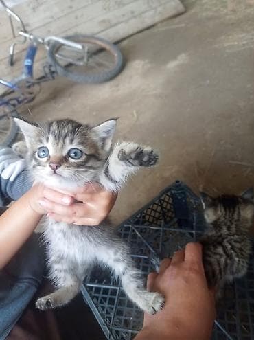 сухое молоко для котенка: Котята полосатые, короткошёрстные, классического окраса 1 штук 100 сом — 5