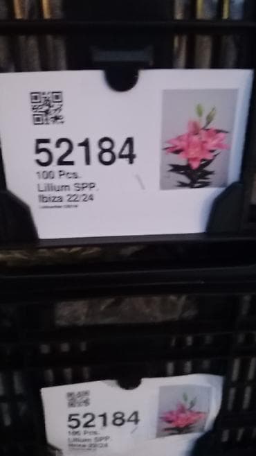 оптом кийимдер: Луковицы лилий (Lilium spp.) — профессиональные сортовые партии — 4