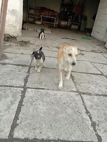 чихуа чихуа: Звоночки . 2.5 месяца. вырастут небольшого роста . бесплатно — 10