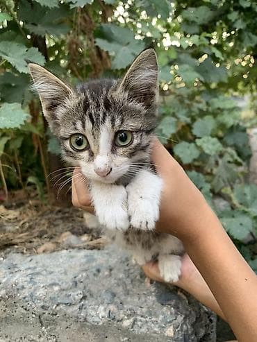 Үй жаныбарлары: Отдам 3-х месячных котят в хорошие руки. В лоток ходить умеют — 5
