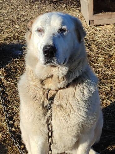 казакча той ырлары 2020 скачать: Молодая сука породы алабай в поиске семьи, рожать не будет. Привезём — 2