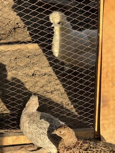 продажа кормов для сельскохозяйственных животных: Продам семейку фазанов — 4