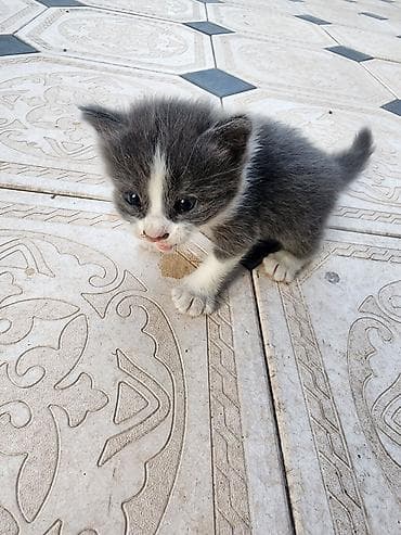 козу сатылат бишкек: Котёнок, не знаю сколько месяцев. Маленький, нашли — 1