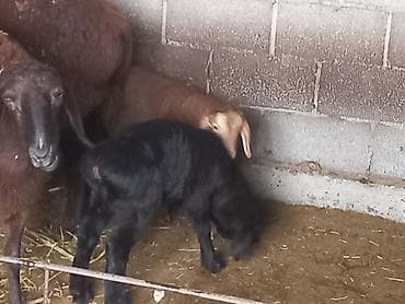 кролики карликовые: Продаю | Овца (самка) | Для разведения | Матка — 9