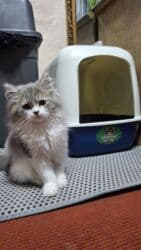 кукольный домик бу: Скотиш Страйт (Шотландская прямоухая), 3 месяца, девочка, Приучена в — 3