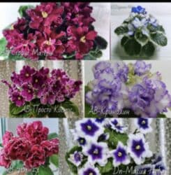 мебельный лист: Продаю фиалки! Срезанный лист 30 сом! Коллекция из 35сортов продам — 5