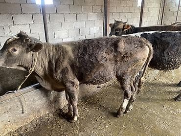 бычки телята: Продаю | Бык (самец) | На откорм — 4