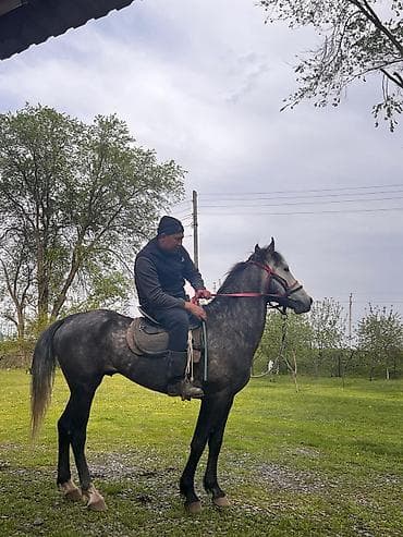 шотландка кошка: Продаю | Конь (самец) — 2