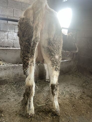 голуби птицы животный: Продаю | Тёлка | Алатауская | Для разведения, Для молока | Стельные, Нетель — 5