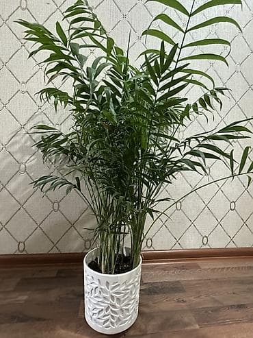 Пальмы: Хамедорея (Chamaedorea elegans) — комнатная пальма в декоративном — 3