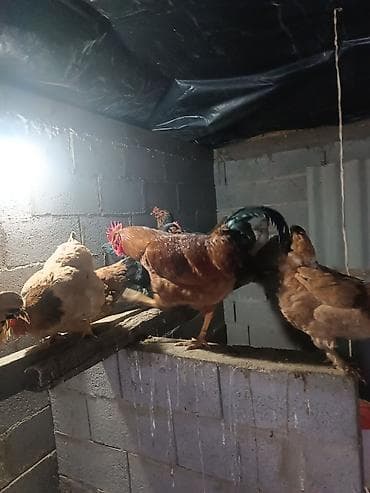 циплята бройлер: Сатам | Тооктор, Короздор | Союуга, Көбөйтүү үчүн, Жумуртка туудуруу үчүн — 4