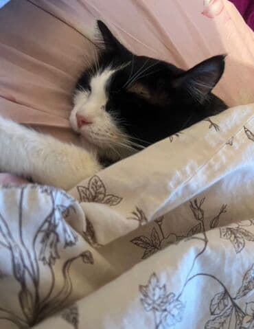 Proton: Беспородная, 1 год, Мальчик, Черный, Метис, Приучена к лотку, Проглистована — 3