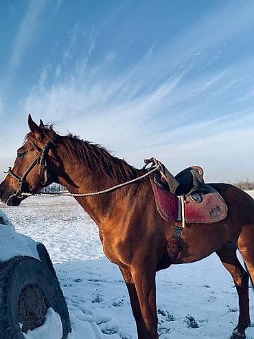 козу кочкор сатылат: Сатам | Жылкы (эркек) | Дончак | Көбөйтүү үчүн, Ат спорту | Асыл тукумдуу — 2