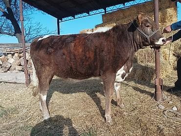 бишкек торпок: Сатам | Кунаажын | Аргын | Көбөйтүү үчүн | Байланган — 8