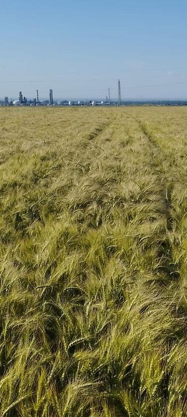 Куплю земельный участок: 400 соток — 1