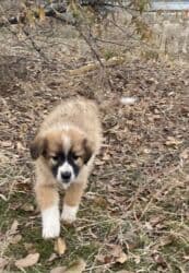 отдам щенят в добрые руки: 🆘🆘🆘🆘🆘🆘🆘🆘🆘 Вс хотите быть счастливым Но это ня получаейся ? Приютиме — 2