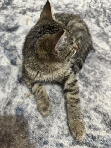 экзотическая короткошёрстная кошка: Пристраивается котенок девочка 3 мес. Хотим отдать даром. Помогите — 2