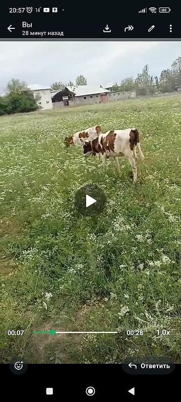 боб кет: Продаю | Музоо, торпок | Симментальская | На откорм — 2