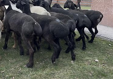 Продаю | Овца (самка), Ягненок, Баран (самец) | Гиссарская, Полукровка, Арашан | На забой, Для разведения at lalafo.kg Продаю | Овца (самка), Ягненок, Баран (самец) | Гиссарская, Полукровка, Арашан | На забой, Для разведения