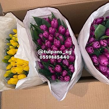 лилии бишкек: СВЕЖИЕ тюльпаны к 8 МАРТА🌷 Голландские луковицы 🇳🇱 Без посредников | — 4