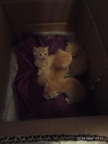 отдам даром котенка бишкек: Отдам рыжих котят в добрые руки — 1