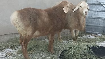 камори козы: Продаю | Овца (самка) | Для разведения | Матка — 4