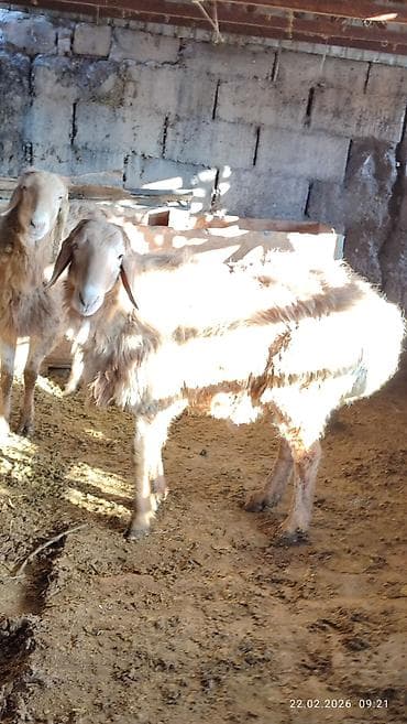 лошадь кабыла: Продаю | Овца (самка) | Для разведения — 3