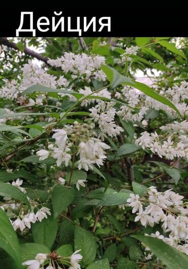 березы саженцы: Предлагается саженец кустарника с развитой корневой системой, готовый — 3