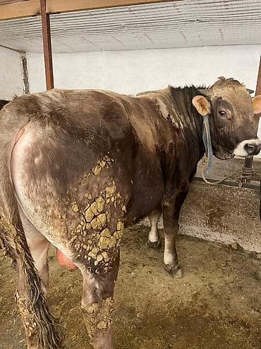 Мышыктар: Сатам | Бука (эркек) | Швиц | Бордоп семиртүү үчүн — 1