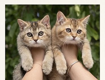 пл: Британские короткошёрстные котята (окрас золотой/шоколадный табби) - — 1