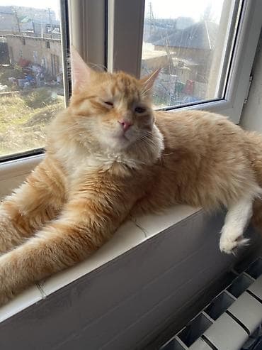 большие кошки: 11 месяцев, Мальчик, Метис, Приучена к лотку, С прививками — 2