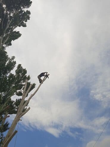 Спил деревьев Пильщик#1 по городу спилю все всегда стараюсь чтобы вам