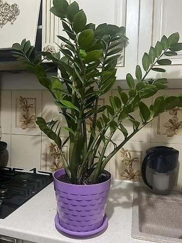 Кеңсе буюмдары: Комнатные растения в декоративных горшках - Диффенбахия крупнолистная — 3