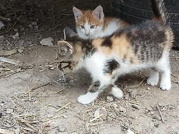 Животные: Котята - Возраст: 2 месяца (родились 15 апреля). - Окрас: - — 4