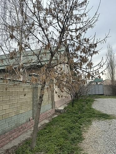 Саженец/дерево ясеня (Fraxinus) для пересадки. - Порода: ясень