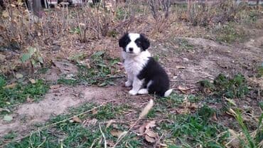 купить щенок лабрадора: Щенки метисы, возраст 1 месяц. папа бишкекская овчарка, мама — 3