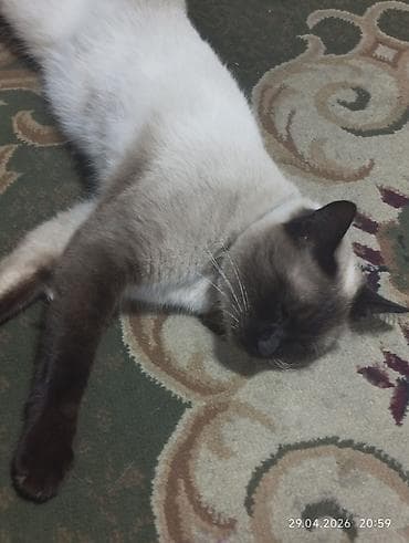 бенгальская кошка цена бишкек: Сиамская, 3 года, Мальчик, Приучена к лотку — 1