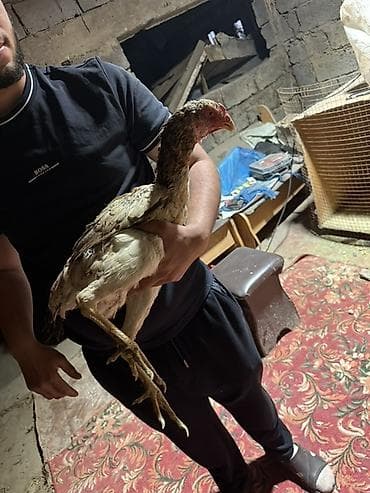 даканн: Продаю | Куры | Бойцовая | Для разведения — 9