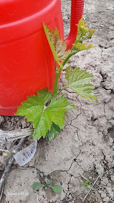 здоровое пртание: Саженцы винограда (разные сорта) - Молодые укоренённые кустики — 8