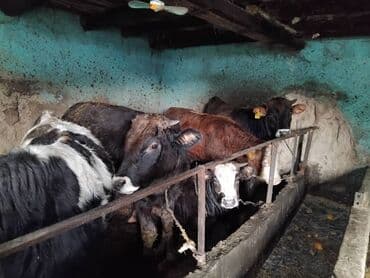 продаю музоо торпок корова самка бык самец айрширская ангус алатауская на забой для разведения на откорм племенные нетель привязанные: Сатам | Музоо | Бордоп семиртүү үчүн — 2