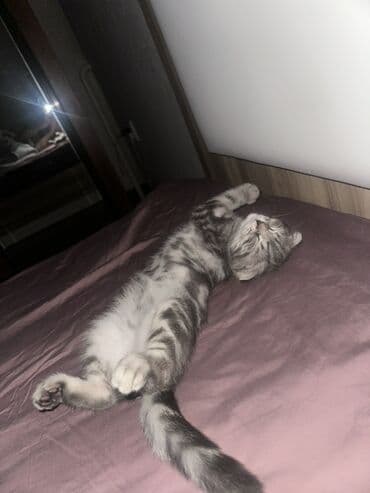 продаю шотландских котят: Скотиш Фолд (Шотландская вислоухая), 4 месяца, Мальчик, Серый — 1