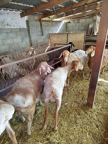 балык кумара: Продаю | Овца (самка) | Полукровка | Для разведения | Племенные — 1