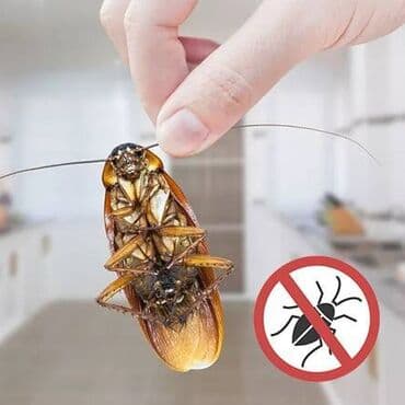 дезинфекция дома от клопов ош: Дезинфекция, дезинсекция, | Блохи, Вирусы, микробы, Клопы, | Дома, Кафе, магазины, Квартиры — 2