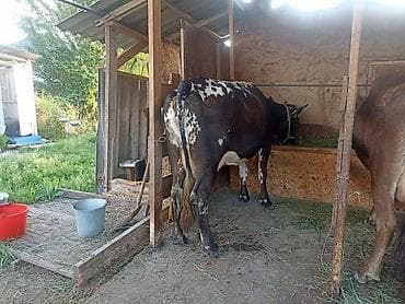 ат сатлат: Продаю | Корова (самка) | Для молока | Привязанные — 2