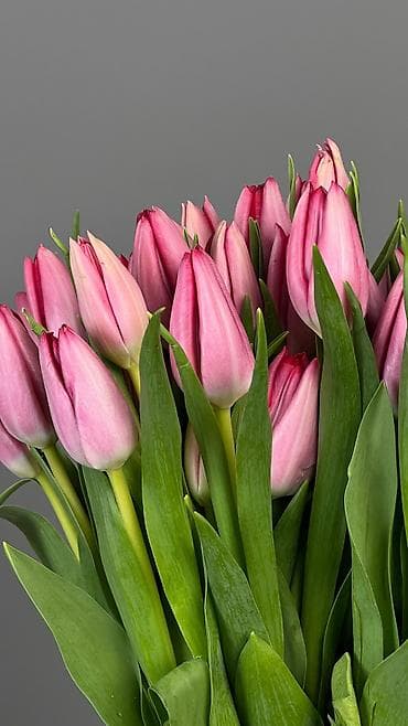 цветы тульпан: Крупные голландские тюльпаны, длина стебля 45–50 см. Доступны яркие — 7